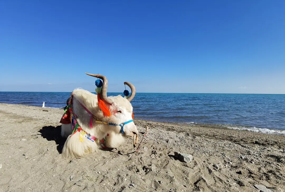 敦煌專(zhuān)業(yè)包車(chē)逐西租車(chē)：您的旅行專(zhuān)家