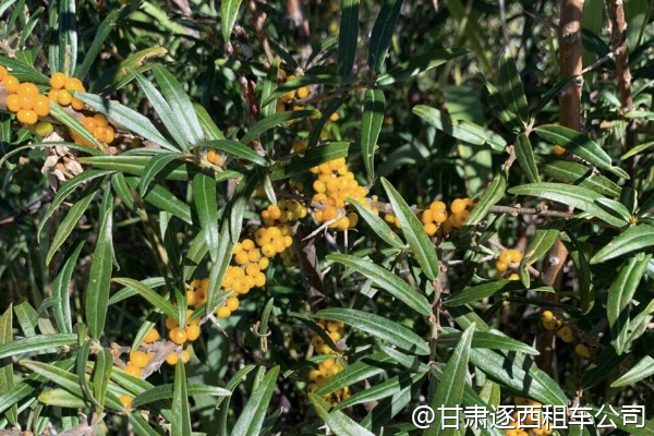 從西寧出發(fā)包車到嘉峪關(guān)，中途有哪些值得停靠的小眾景點？  